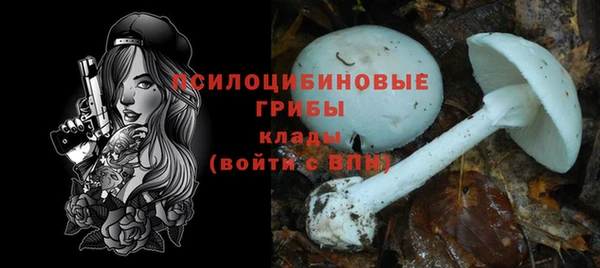 стаф Новокубанск